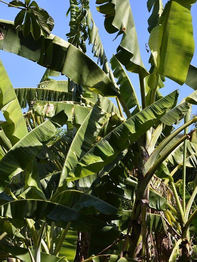 বাড়িতে কলাগাছ আছে? এই নিয়ম না মানলেই দুর্ভোগ নিশ্চিত