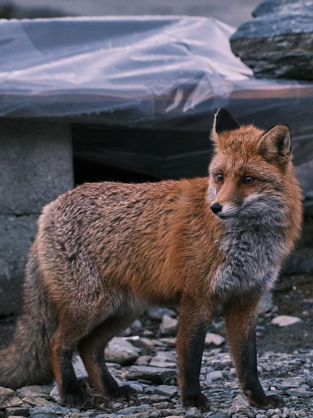 শিয়ালের এই ৫ গুণ শিখুন, কেউ বোকা বানাতে পারবে না