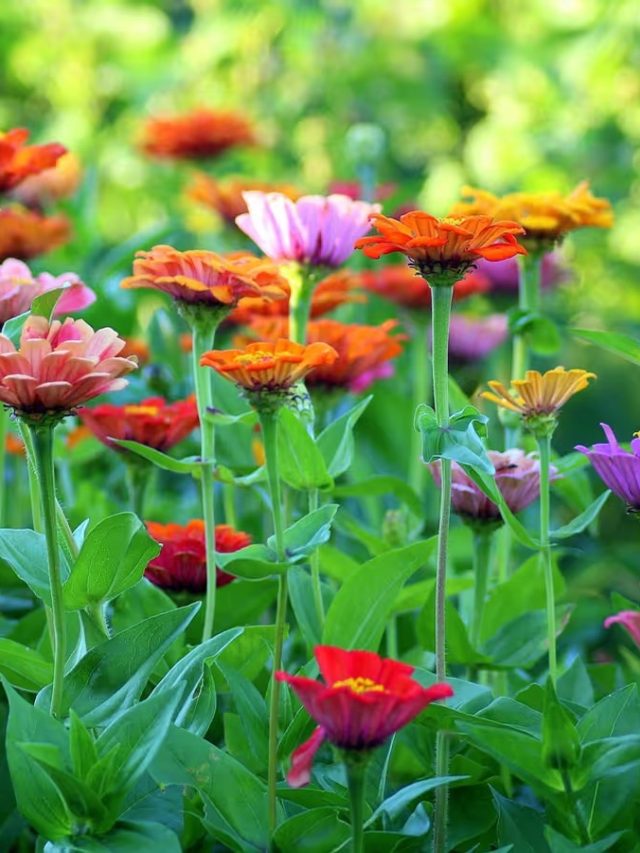 বাড়ির ব্যালকনি রঙিন ফুলে ভরবে, বর্ষাকালে বাড়িতে লাগান এসব গাছ