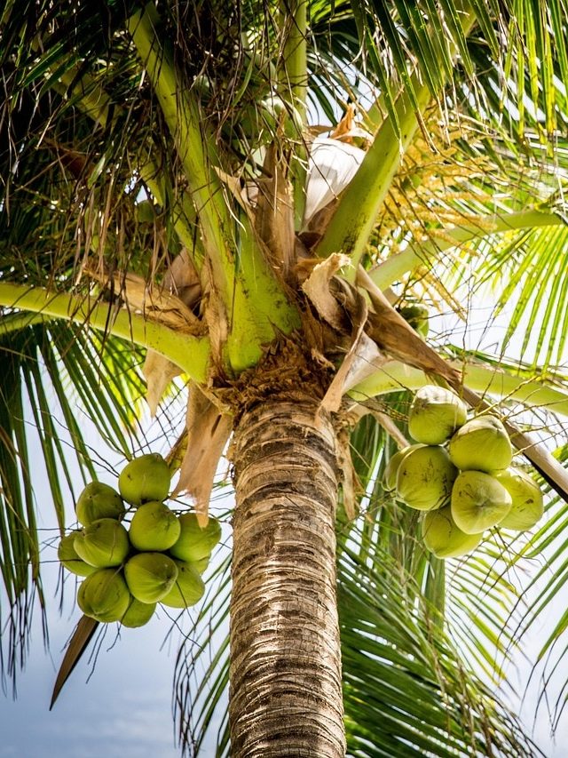 বাড়ির আশপাশে আছে নারকেল গাছ? এই দিকে থাকলেই বিপদ