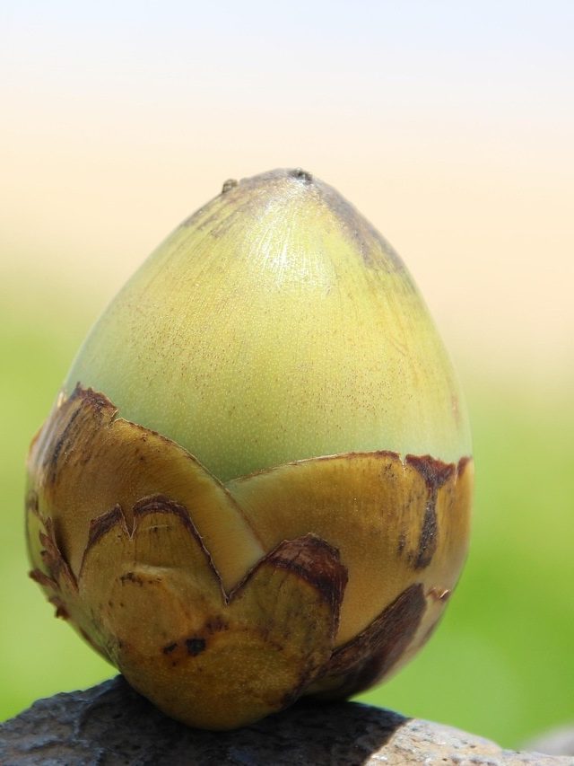 हाई ब्लड प्रेशर की समस्या से हैं परेशान, तो नारियल पानी करेगा आपकी मदद