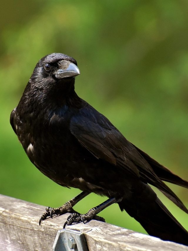 বাড়িতে কাক ডাকা কীসের ইঙ্গিত? জানুন কী বলে বাস্তু