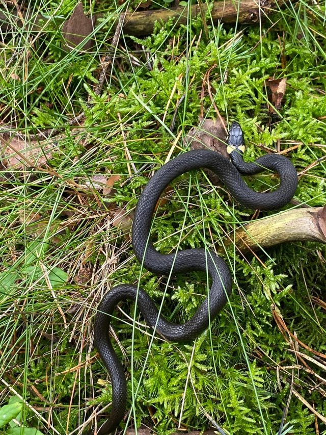 বর্ষায় বাড়িতে আর সাপ আসবে না, ৫ ঘরোয়া উপায় কাজে দেবে