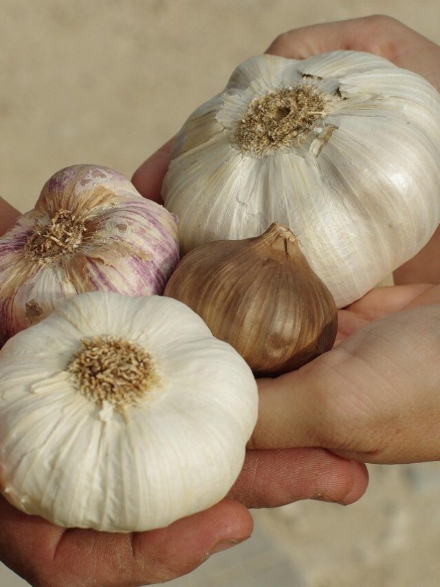 বাজার ছেয়েছে স্বাদহীন চিনা রসুনে, রইল ভেজাল চেনার সহজ টিপস