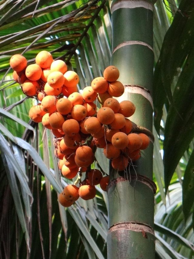 বাড়ির সুপারি গাছ থেকেই আসবে লক্ষ লক্ষ টাকা, কীভাবে জানেন?