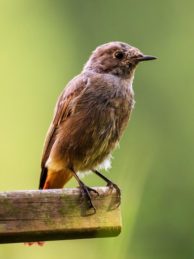 সকালে এই পাখির দেখা পাওয়া দারুণ শুভ, কাজে সাফল্যের ইঙ্গিত
