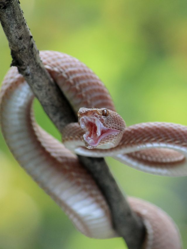এই সবজির পাতা নামিয়ে দেয় সাপের বিষ, ৫ মিনিটেই কাজ করে