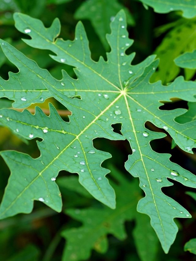 পড়া বন্ধ হবে, এই পাতার গুণে  ১৫ দিনে মাথায় কালো চুলের বাগান হবে