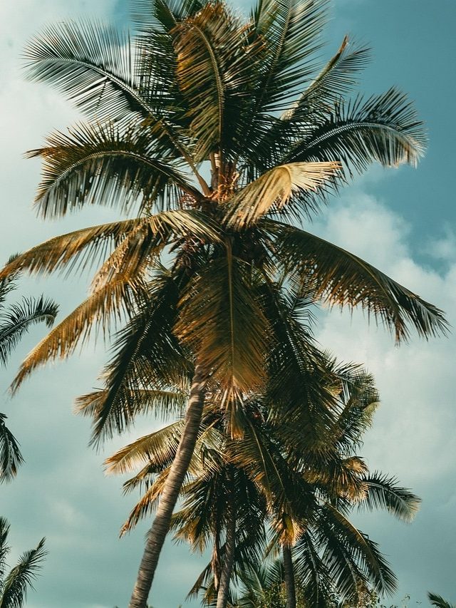 বাড়িতে নারকেল গাছ থাকলে কী হয় জানেন?