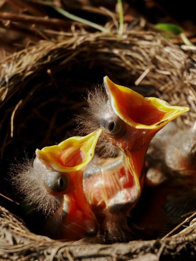 বাড়িতে এই পাখির বাসা ভবিষ্যত নিয়ে বড় ইঙ্গিত দেয়,  জ্যোতিষ কী বলছে?