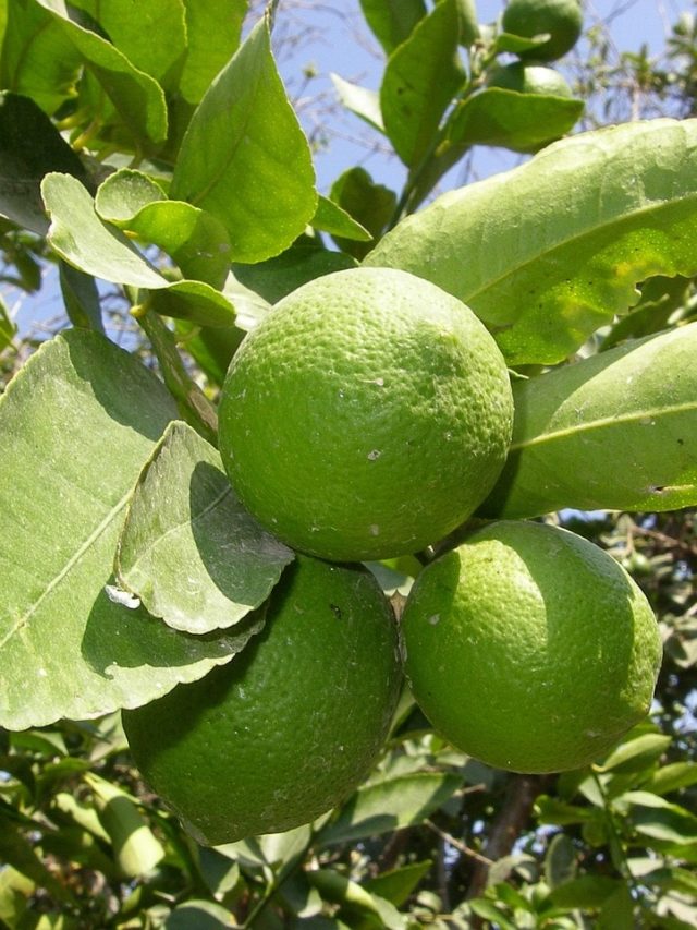 বাড়িতে লেবু গাছ লাগিয়েছেন, অর্থাভাব ডেকে আনছেন না তো?