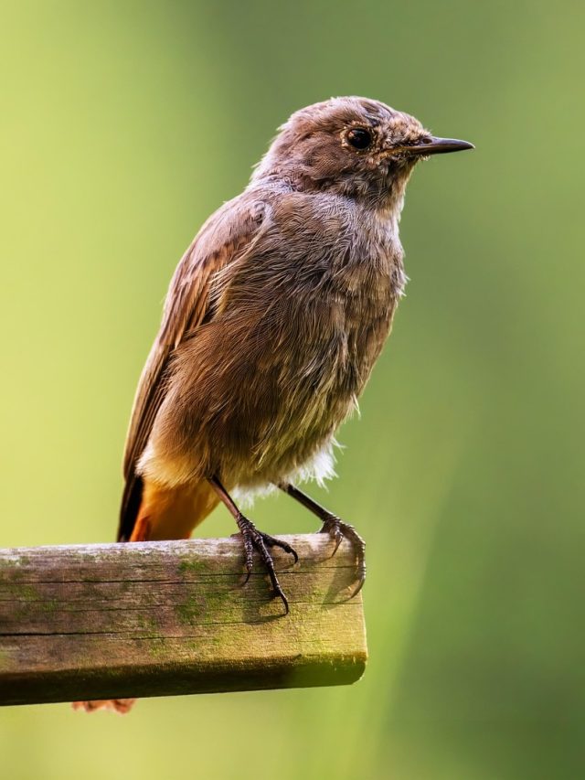 বাড়িতে এই পাখি আসা সৌভাগ্যের প্রতীক,বুঝবেন কোটিপতি হতে চলেছেন