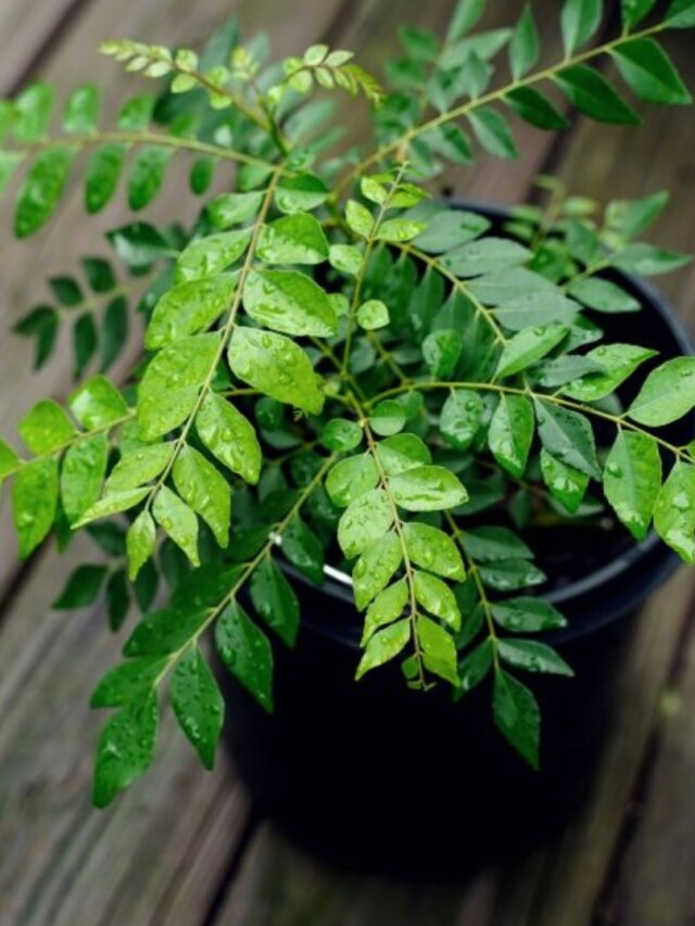 বাড়ির এই দিকে রাখুন কারিপাতা গাছ, টাকায় ভরে উঠবেন