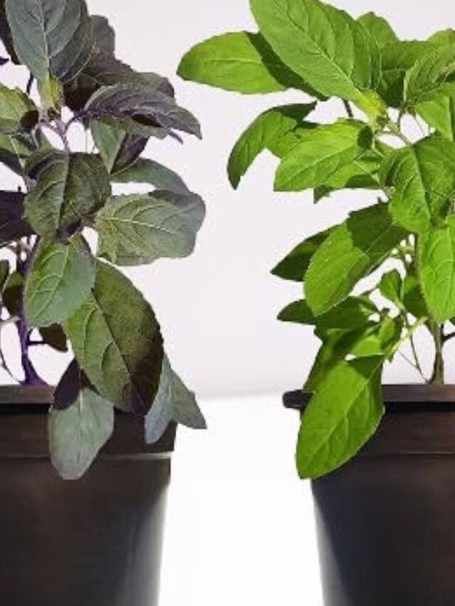 রাম তুলসী না কৃষ্ণ তুলসী, বাড়িতে কোনটা রাখা শুভ?