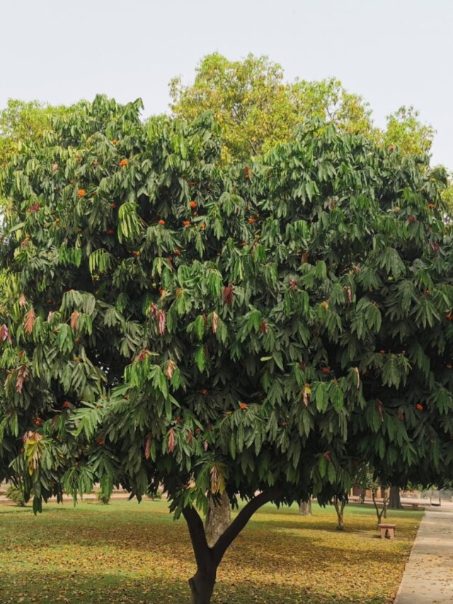 বাড়ির কাছে এই গাছ আনে সমৃদ্ধি-সুখ, শুষে নেয় দুঃখ-কষ্ট
