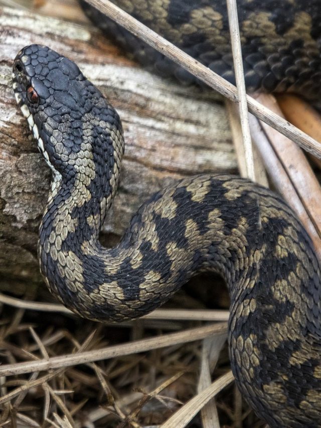 সাপ আপনাকে তাড়া করলে প্রথমেই কী করবেন? জানুন