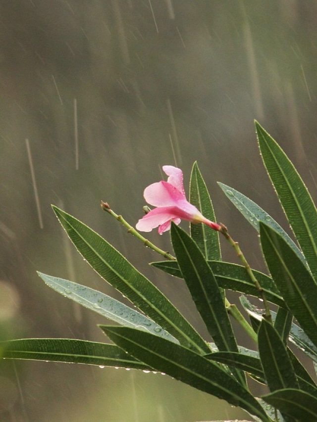 मॉनसून में घर में लगाएं ये पौधे, फूलों से खिल उठेगी बालकनी