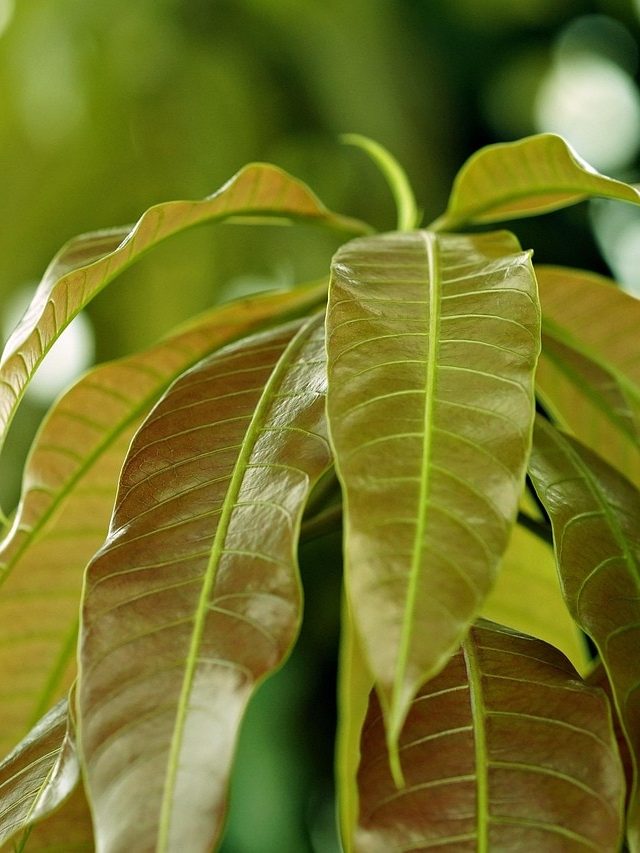 আয় বেড়ে হবে দ্বিগুণ, বাড়ির এখানে আম পাতা রেখেই দেখুন