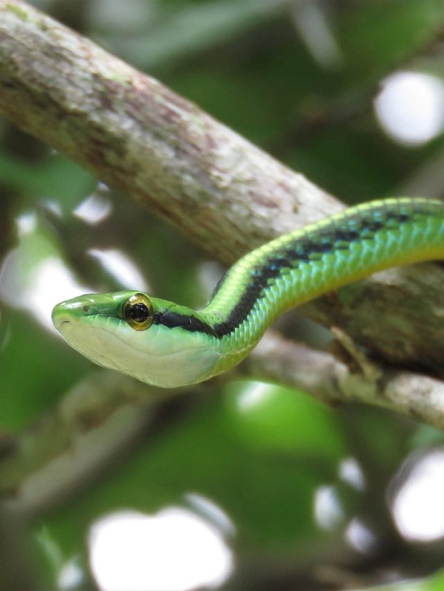এই ৬ গাছের গন্ধ ভারী পছন্দ, বাড়িতে থাকলে সাপ আসবেই
