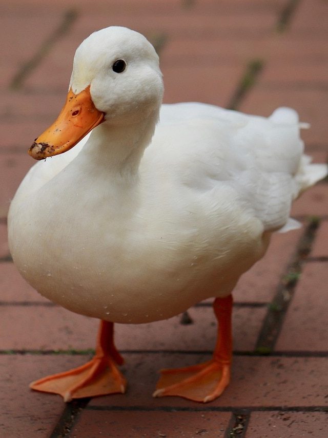 বেডরুমে টাঙান এই তিনটির মধ্যে যে কোনও একটি ছবি, সুদিন ফিরে আসবে