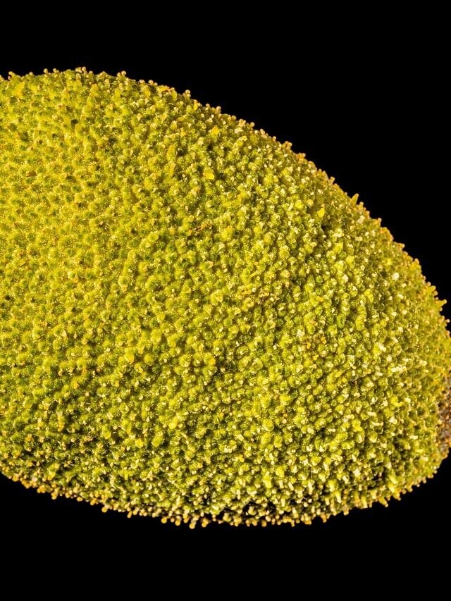 अगर डाइट में शामिल है कटहल, तो मिलेंगे ये गजब के फायदे