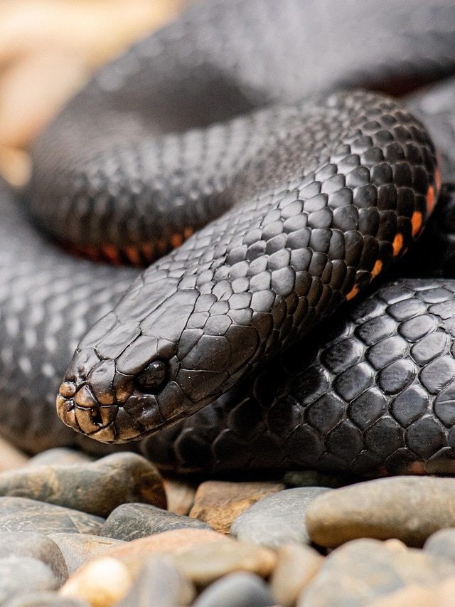 বিছানায় লুকিয়ে আছে সাপ, কীভাবে বুঝবেন?