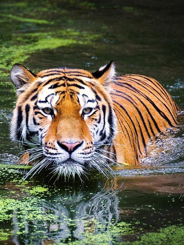 বাংলার রাজ্য পশু কী? আচ্ছা শিক্ষিতরাও জানেন না