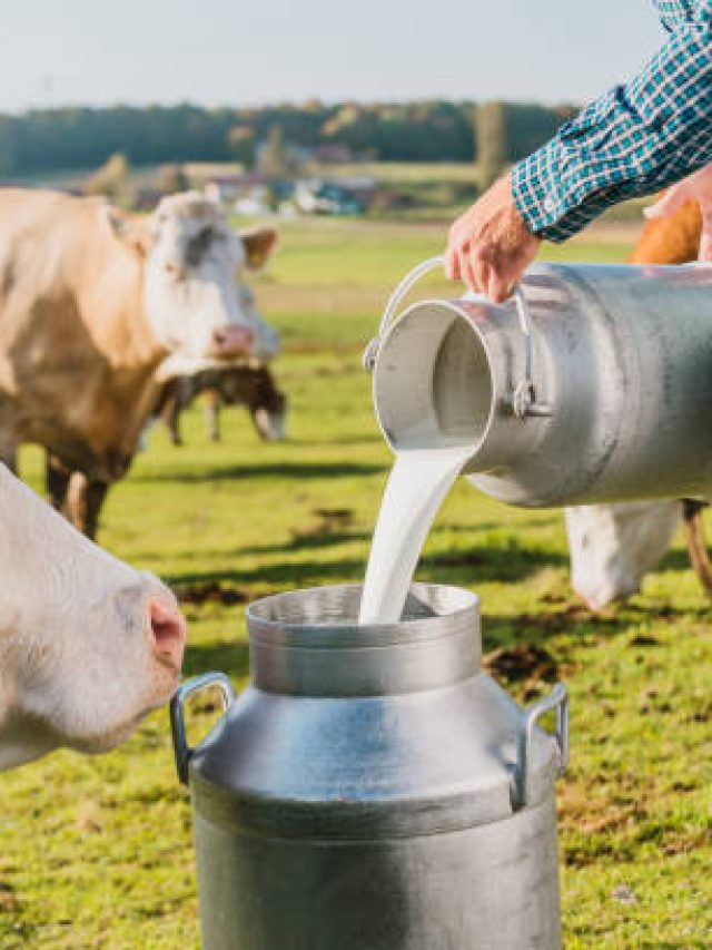 বাড়ির গরুর দুধ বিক্রি করা শুভ নাকি অশুভ? জেনে নিন