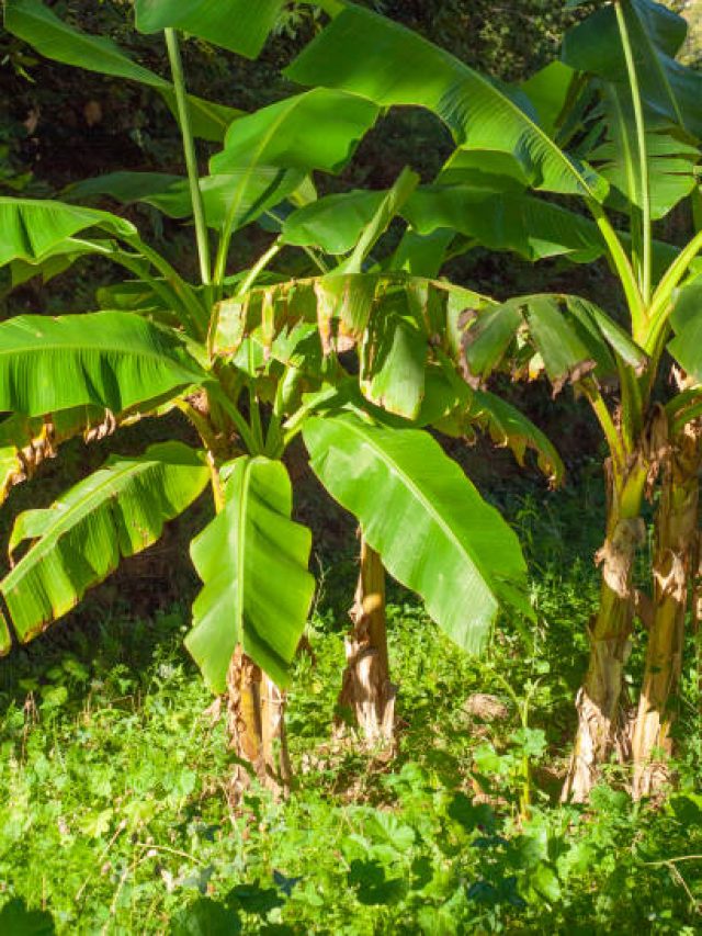 বাড়িতে কলাগাছ লাগানো শুভ নাকি অশুভ? বাস্তুশাস্ত্র কী বলে জেনে নিন