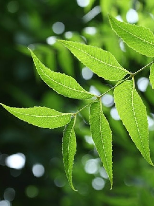 নিম গাছের হাওয়া বাড়িতে এলে কী হয়? না জানলে জানা জরুরি