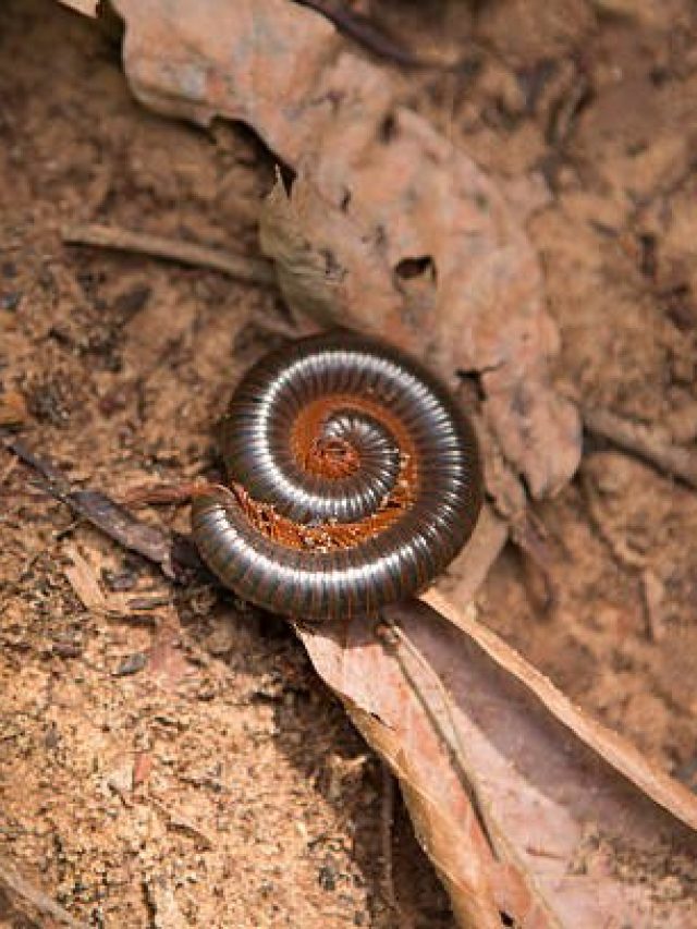 বর্ষায় কেন্নোর উৎপাতে জেরবার? তাড়ানোর টেকনিকটা জেনে নিন
