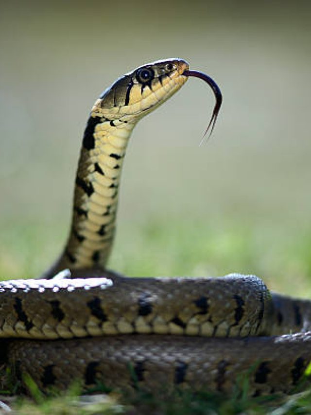 সাপের জিভ চেরা কেন? বেশিরভাগ লোকই জানেন না