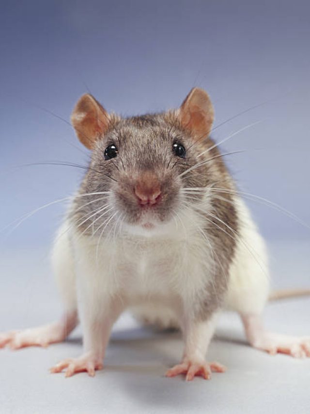 গর্তের কাছে এই পুঁটলি রাখুন, ইঁদুরের বংশ উদ্ধার হয়ে যাবে