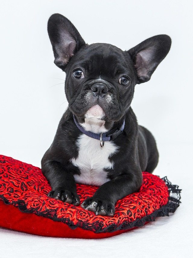 ঘরে কুকুর পোষা শুভ না অশুভ? যা বলছে শাস্ত্র