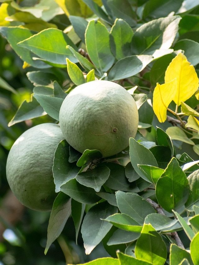 সকালে বেল পাতা চিবিয়ে খান, শরীরে যা হবে ভাবতেও পারবেন না