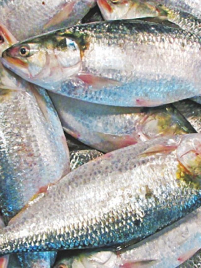 'গরিবের ইলিশ' কিনে ঠকেছেন? আসল ইলিশ চেনার কৌশলটা শিখুন