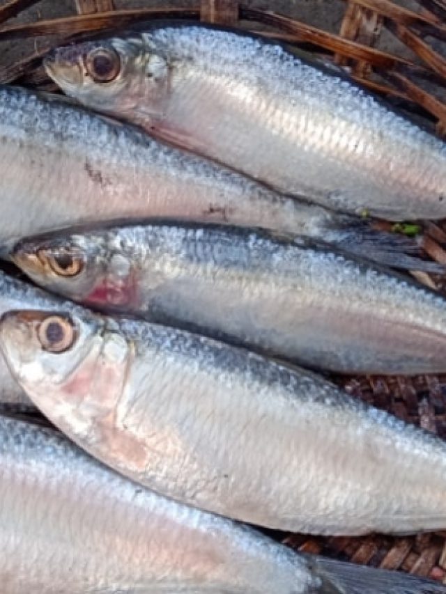 আগে খয়রা মাছ চিনতে শিখুন, ইলিশ চিনতে ভুল হবে না