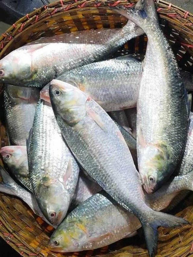 মাথাই চিনিয়ে দেবে খাঁটি ইলিশ কোনটা, উপায় জানলে ঠকবেন না