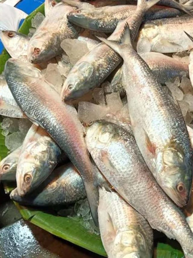 গঙ্গার ইলিশ কোনটা বুঝবেন কী করে? টিপস দিলেন আড়ৎদার