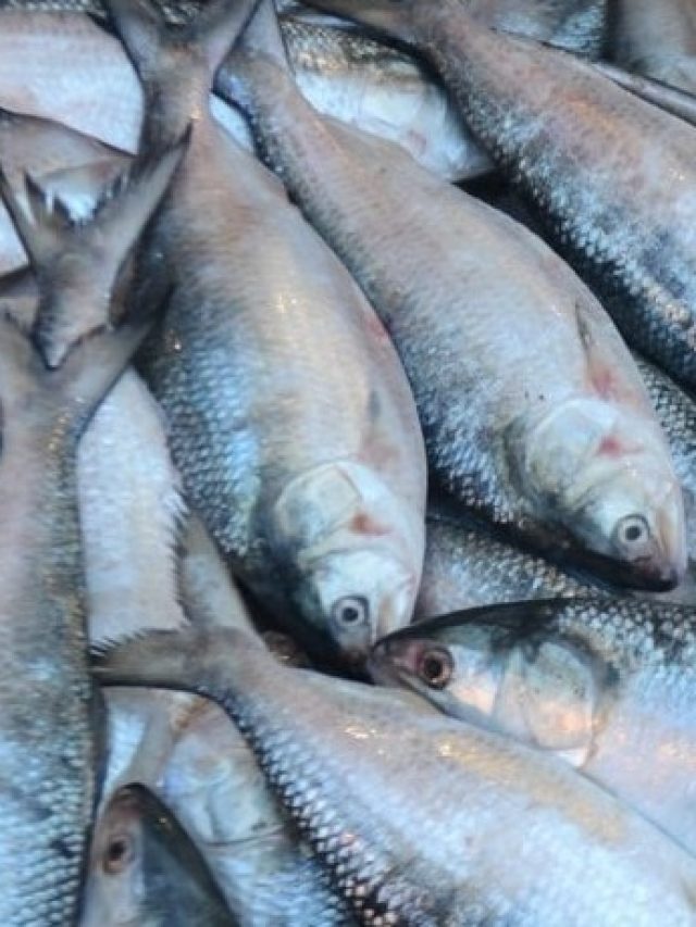 নদী না সমুদ্রের ইলিশ, কীভাবে চিনবেন? মাছ বিক্রেতার টিপস