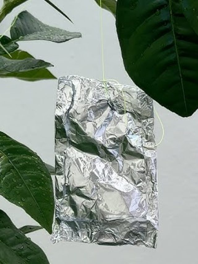 বাড়িতে অ্যালুমিনিয়াম ফয়েল ঝুলিয়ে রাখছে লোকজন, কেন জানেন?