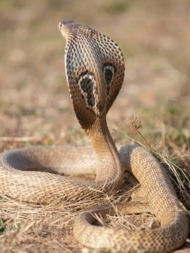 সাপে কামড়ালে কী করবেন না? জানাটা খুব দরকার