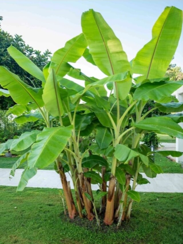 বাড়িতে জোড়া কলাগাছ আছে নাকি? বাস্তুতে রয়েছে বড় ইঙ্গিত