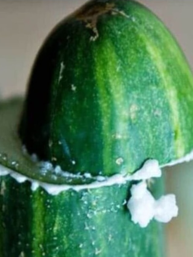 শসা কাটার পর কেন গোড়াটা ঘষতে হয়? নতুন রাঁধুনিরা জানুন