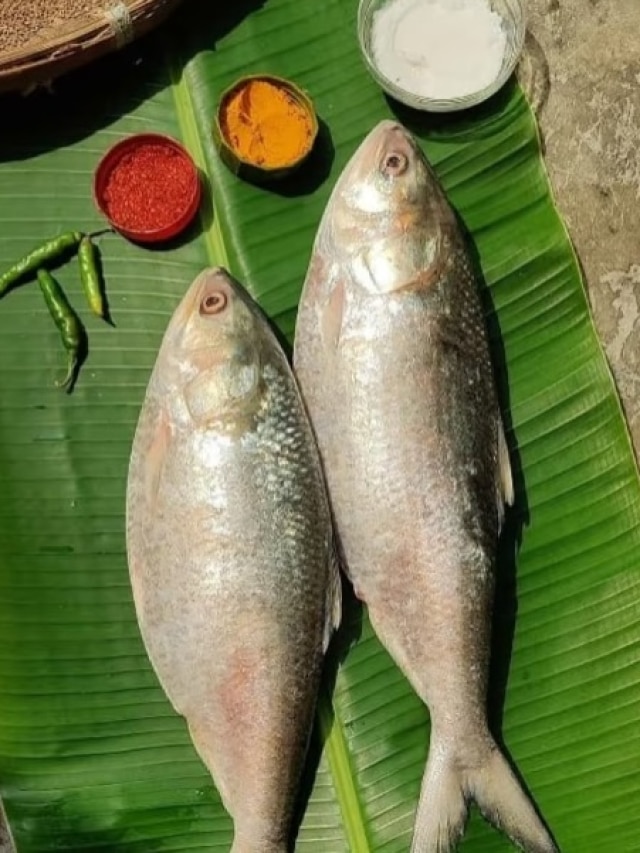 ইলিশ আর খোকা ইলিশের তফাৎ কী? বুঝিয়ে বললেন আড়ৎদার