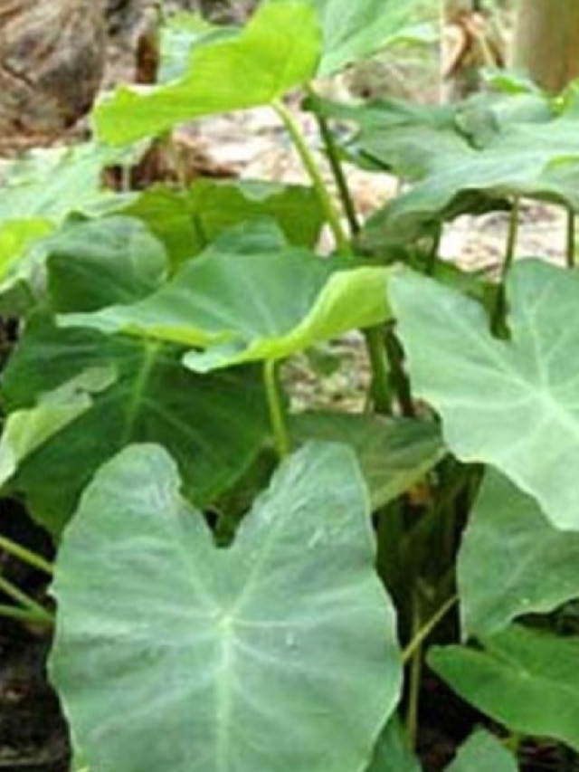 কচুগাছ বাড়ির ধারেকাছে থাকলে কী হয়? বাস্তুতে রয়েছে বড় ইঙ্গিত