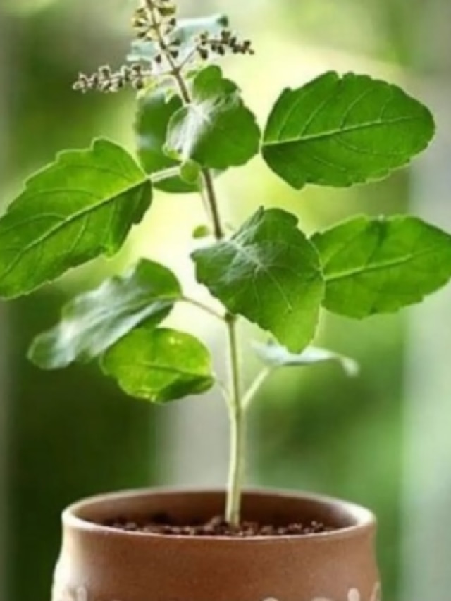 তুলসী গাছ মরে গেলে কী হয়? হিন্দু শাস্ত্রে বড় ইঙ্গিত