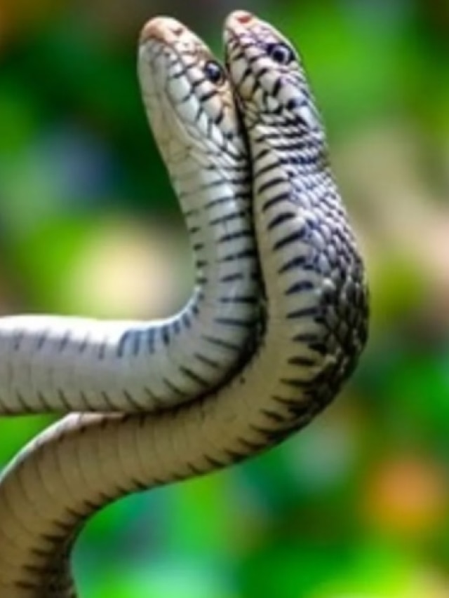 জোড়া সাপের দর্শন পেলেন, কীসের ইঙ্গিত জানেন?