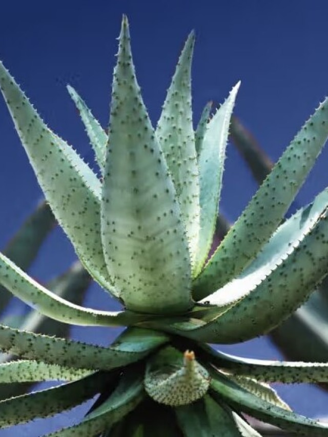 কোনদিকে অ্যালোভেরা গাছ লাগাবেন? বাস্তু মানলে টাকা আসবে