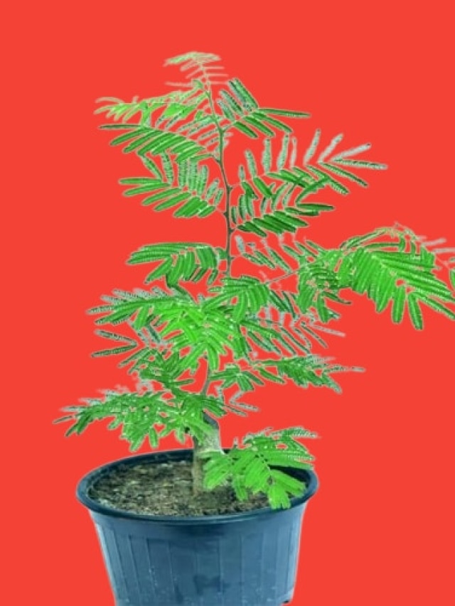 শনিদেবের প্রিয় হল এই গাছ, ঘরে আনলে গাড়ি-বাড়ি হবেই